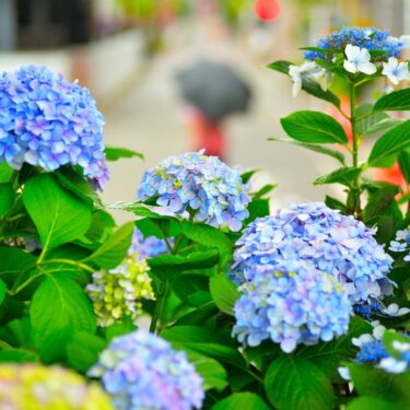 梅雨の不調にトマトジュースを！ジメジメ気分を整える自然の力