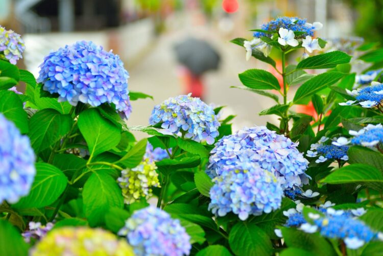 梅雨の不調にトマトジュースを！ジメジメ気分を整える自然の力
